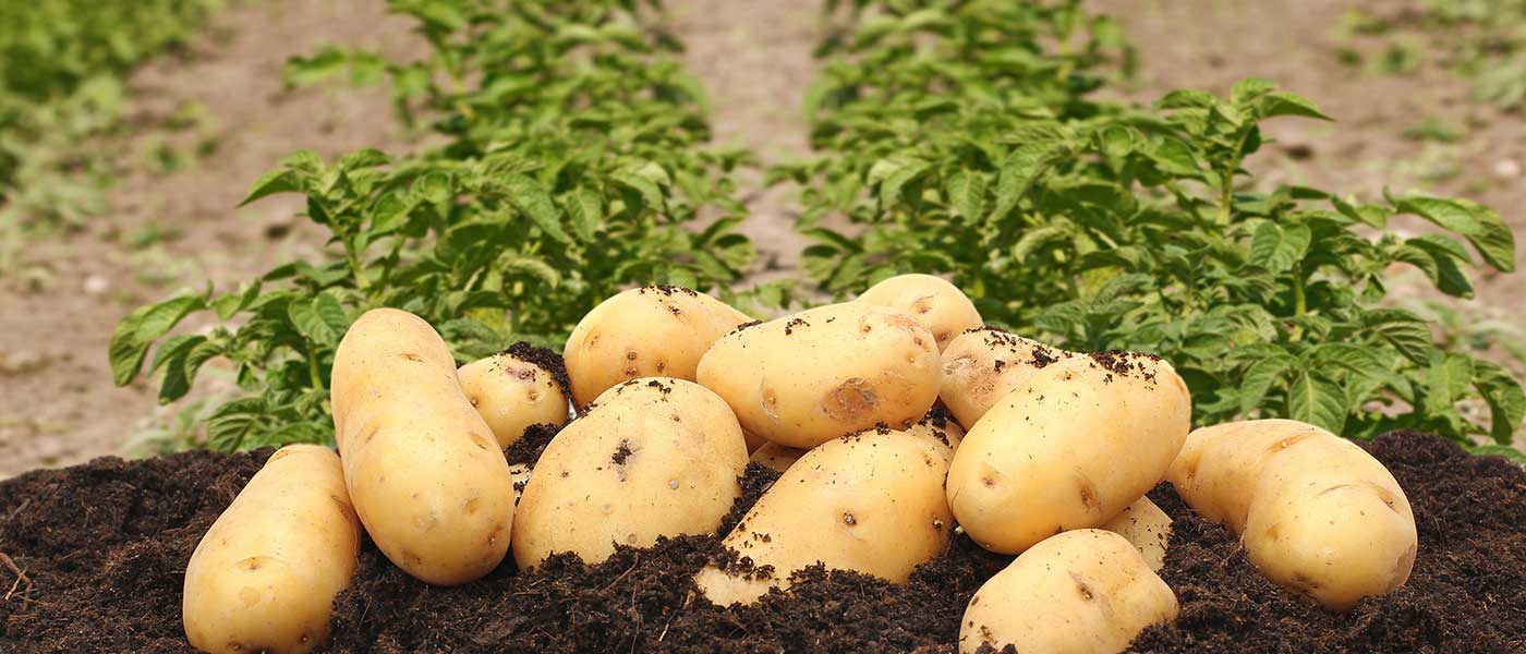Картофель сказка описание сорта. Сорт картофеля Бельмондо. Картошка растет. Сорт картофеля сказка. Сорт картошки сказка характеристики.